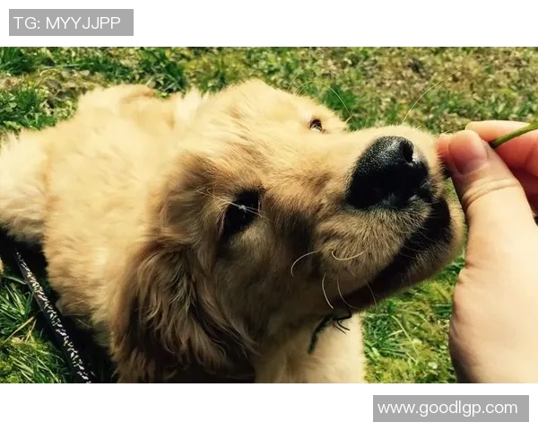 泰国金毛足球明星的传奇之路与背后的奋斗故事